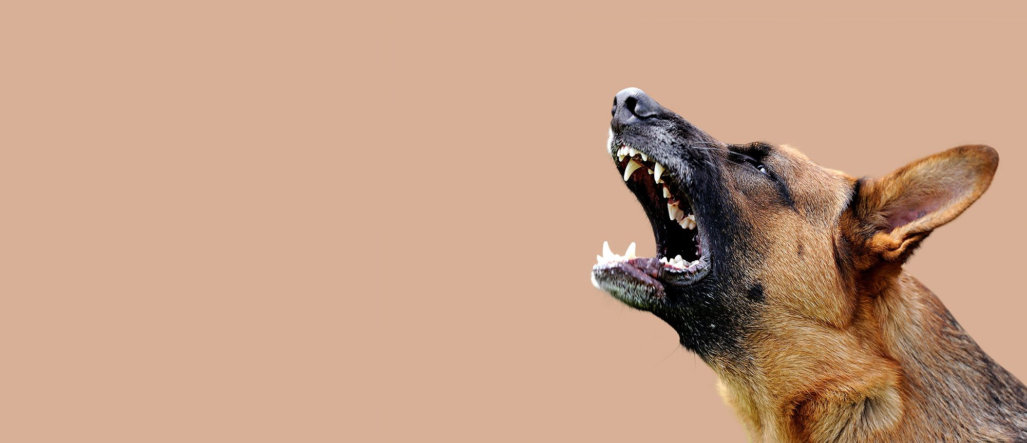 dangerous dog bite attack personal injury solicitors Leeds