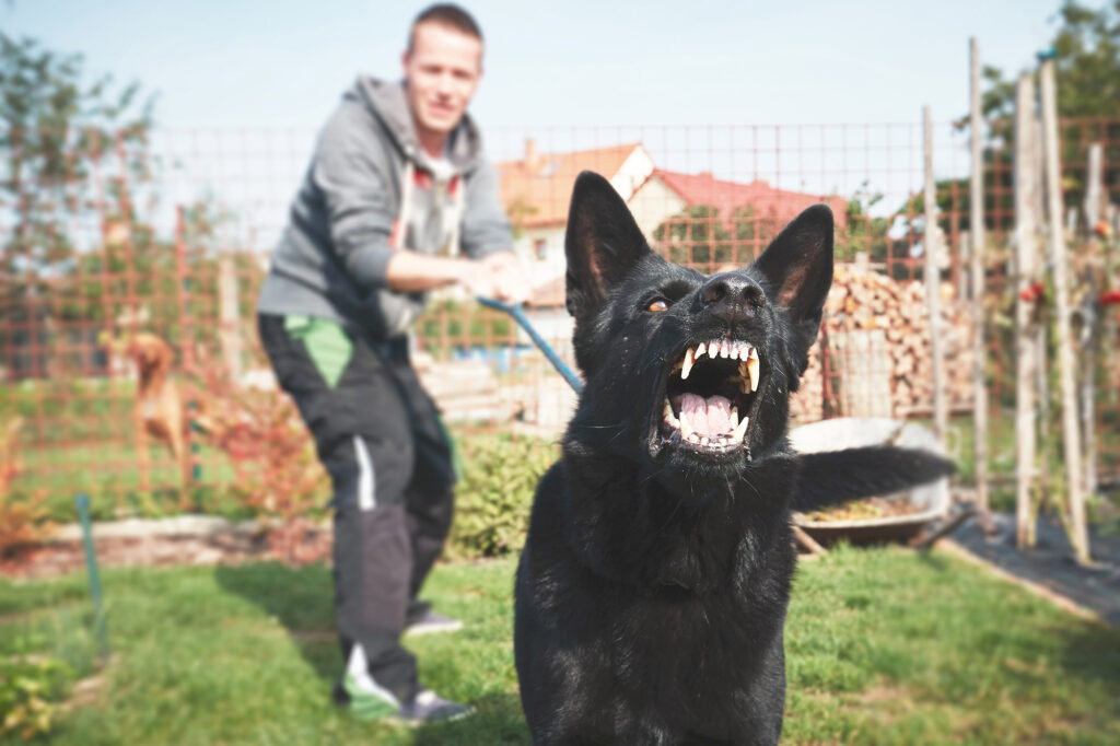 dog attack dog bites personal injury solicitors Leeds