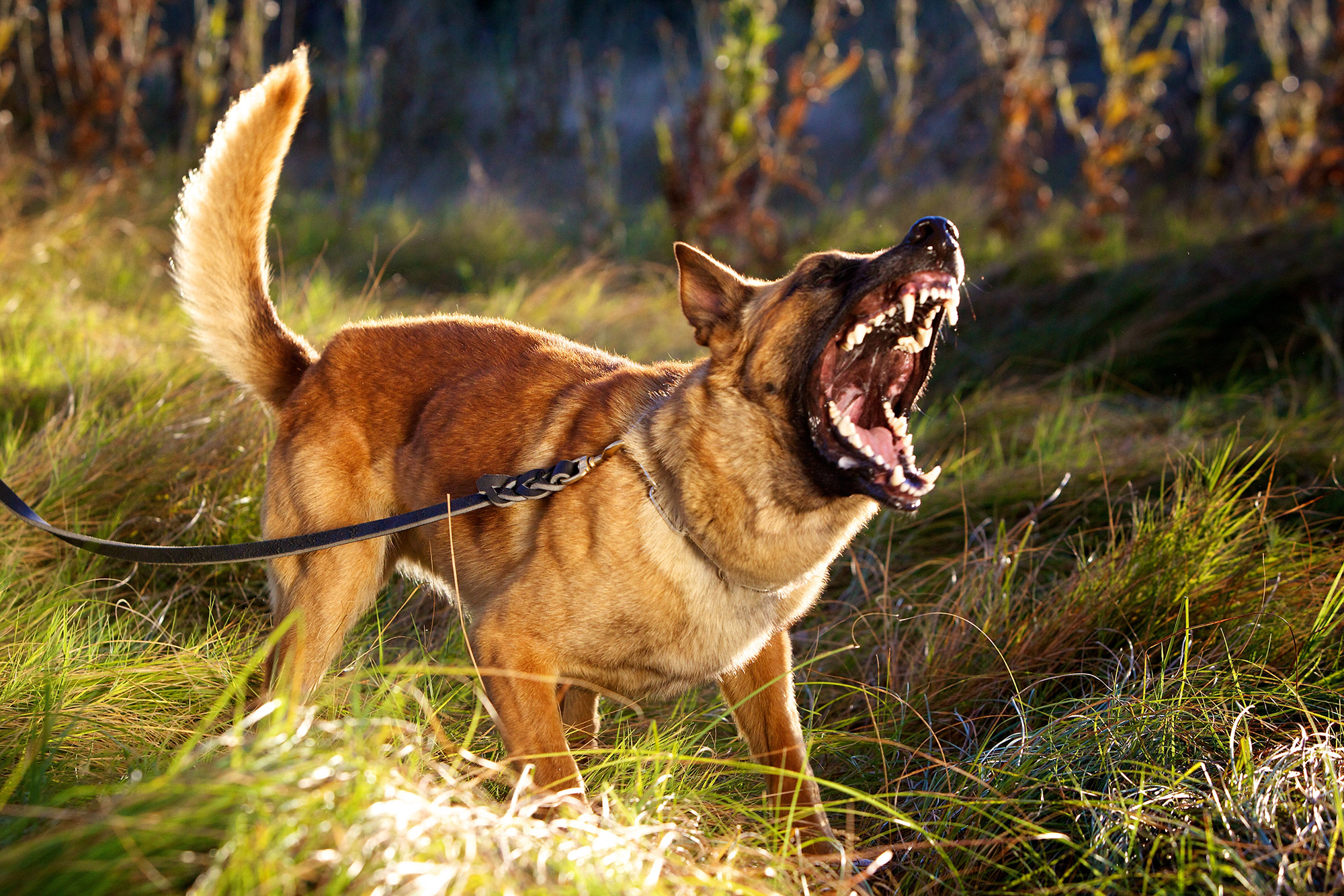Dog & Animal Injury Compensation - Personal Injury Claims Leeds
